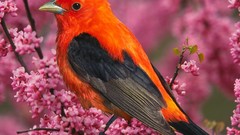 Birds Tanagers Scarlet Tanager