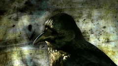 Birds Textures Ravens