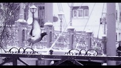 Birds Timeline monochrome bokeh