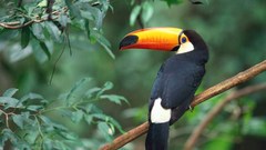 Birds toucans