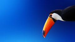 Birds toucans