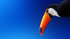 Birds toucans