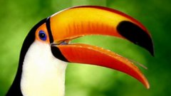 Birds toucans