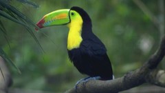 Birds toucans