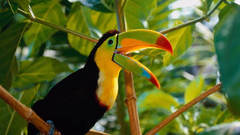 Birds toucans
