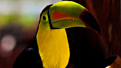 Birds toucans