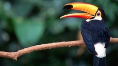 Birds toucans