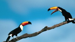 Birds toucans