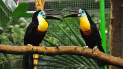 Birds toucans