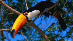 Birds toucans