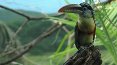 Birds toucans