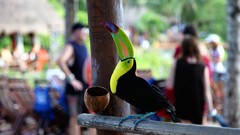 Birds toucans