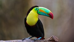Birds toucans