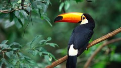 Birds toucans