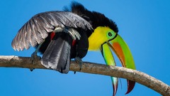 Birds toucans