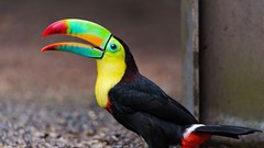 Birds toucans