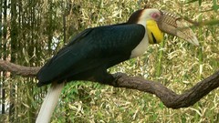 Birds toucans