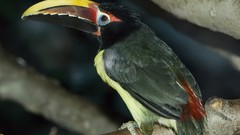 Birds toucans