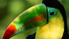 Birds toucans