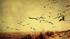 Birds trail monochrome