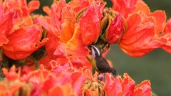 Birds tulips hummingbirds african