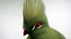 Birds Turaco