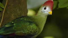 Birds Turaco