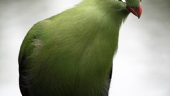 Birds Turaco