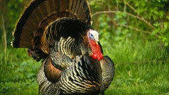 Birds Turkey bird World