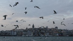 Birds Turkey Istanbul bosphorus