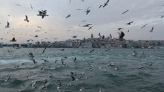 Birds Turkey Istanbul bosphorus