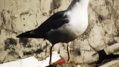 Birds Turkey Istanbul seagulls