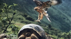 Birds turtles hawks