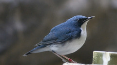 Birds uccelli oiseaux vogel