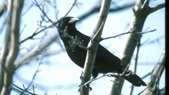 Birds uccello vogel oiseau