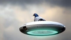 Birds UFO Pigeons fantasy art