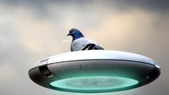 Birds UFO Pigeons Photo manipulation