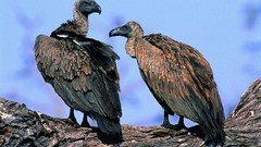 Birds vultures