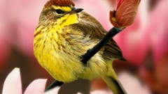 Birds Warblers