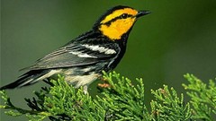 Birds Warblers
