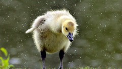 Birds water drops baby birds