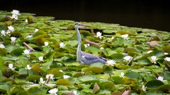 Birds Water Lilies white flowers herons lily pads