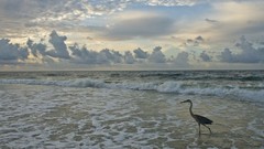 Birds waves national geographic