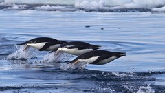 Birds waves Penguins national