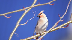Birds waxwing