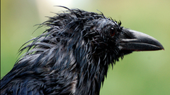 Birds wet crows
