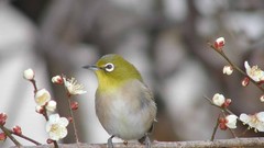 Birds white flowers blurred