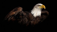 Birds wildlife American Bald Eagle