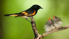 Birds wildlife baby birds