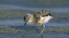 Birds wildlife baby birds Avocets